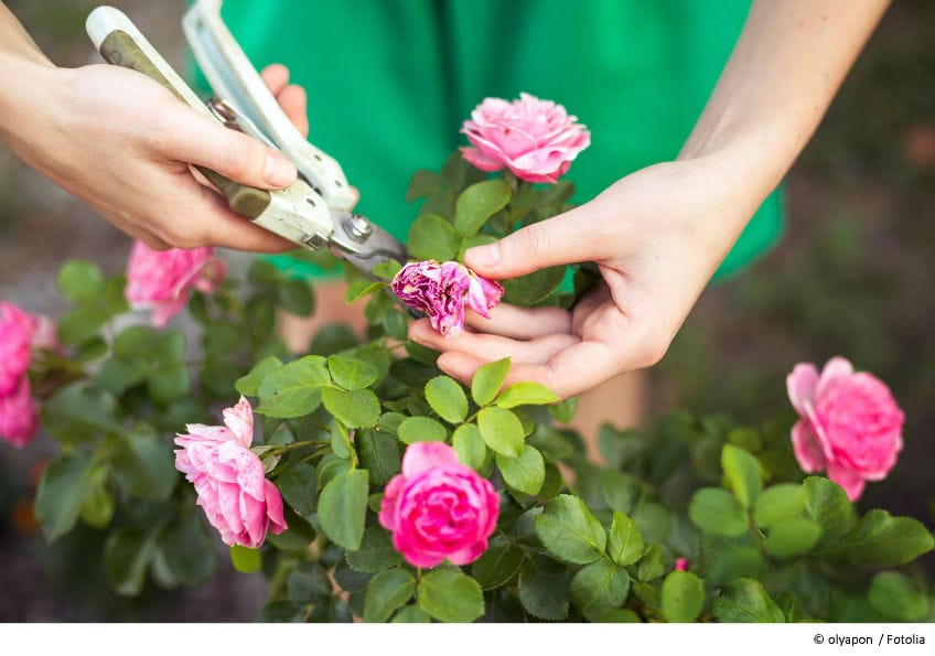 Rosen Schnitt in Vorbereitung für Rosenbogen