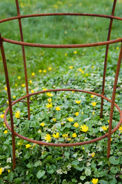 Staudenhalter Thorben Rost, groß