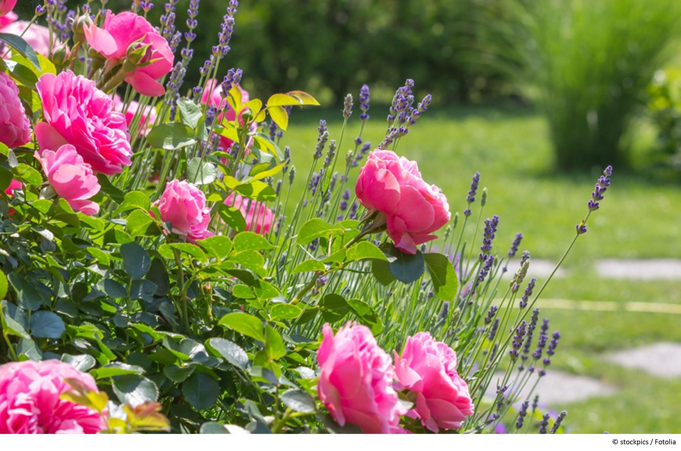 Blühende Rosen durch gute Pflege