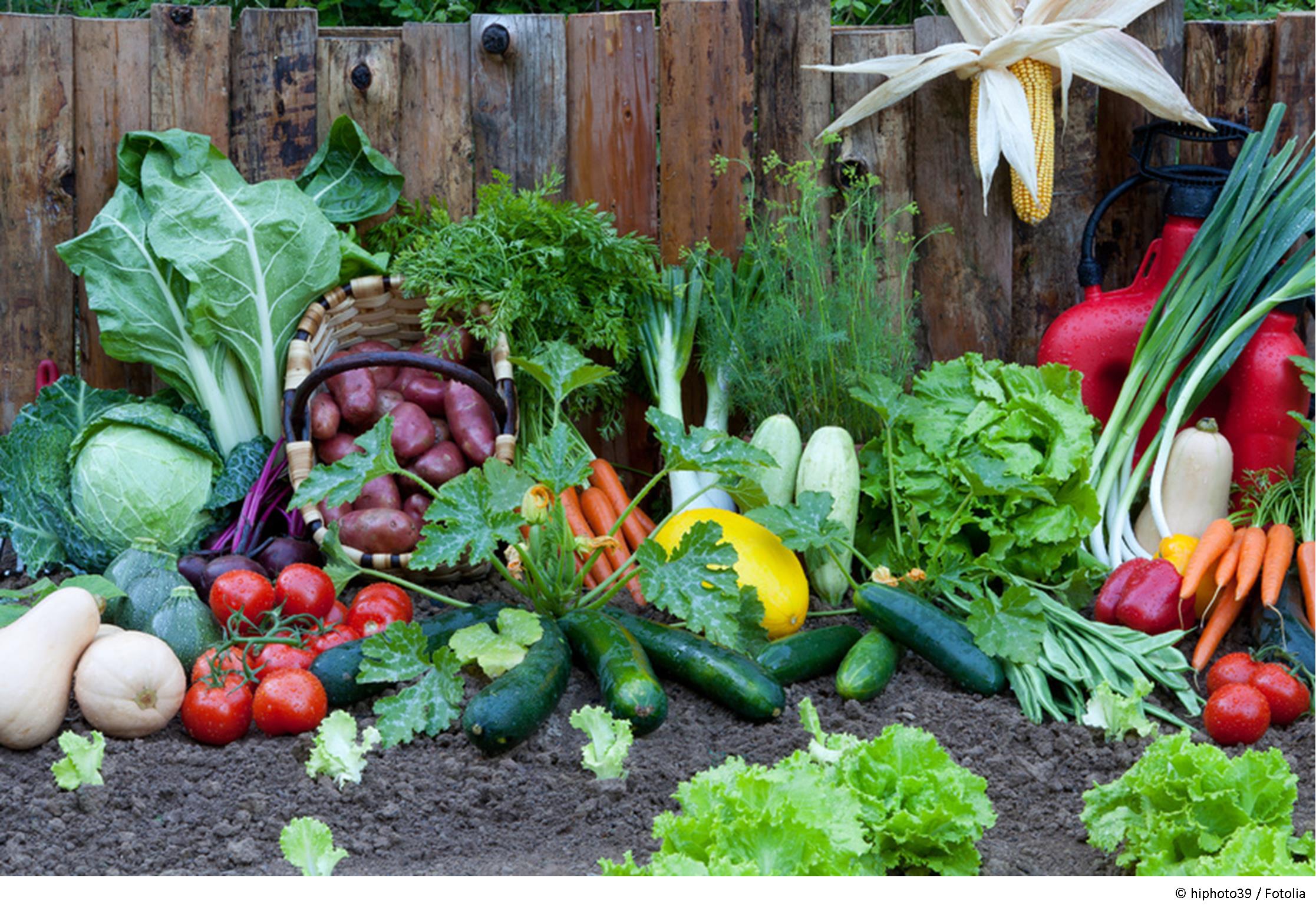 Gemüsegarten im Mai