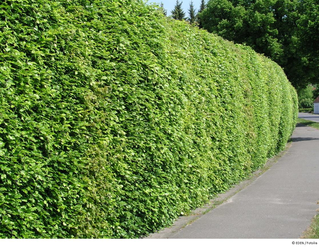 Eine Hecke pflanzen: Jetzt ist der richtige Zeitpunkt